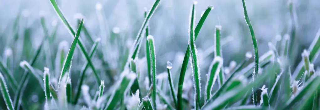 grass with snow 