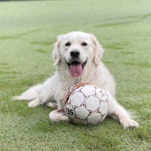 sonny golden retriever with a soccer ball 