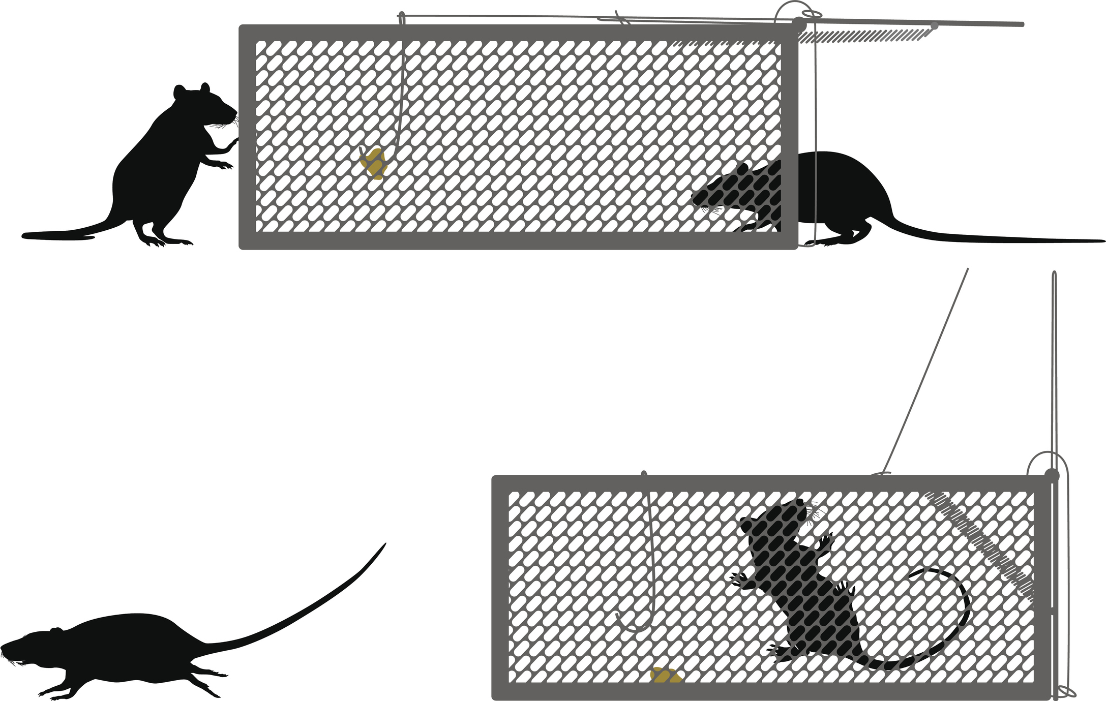 mice going into cage traps