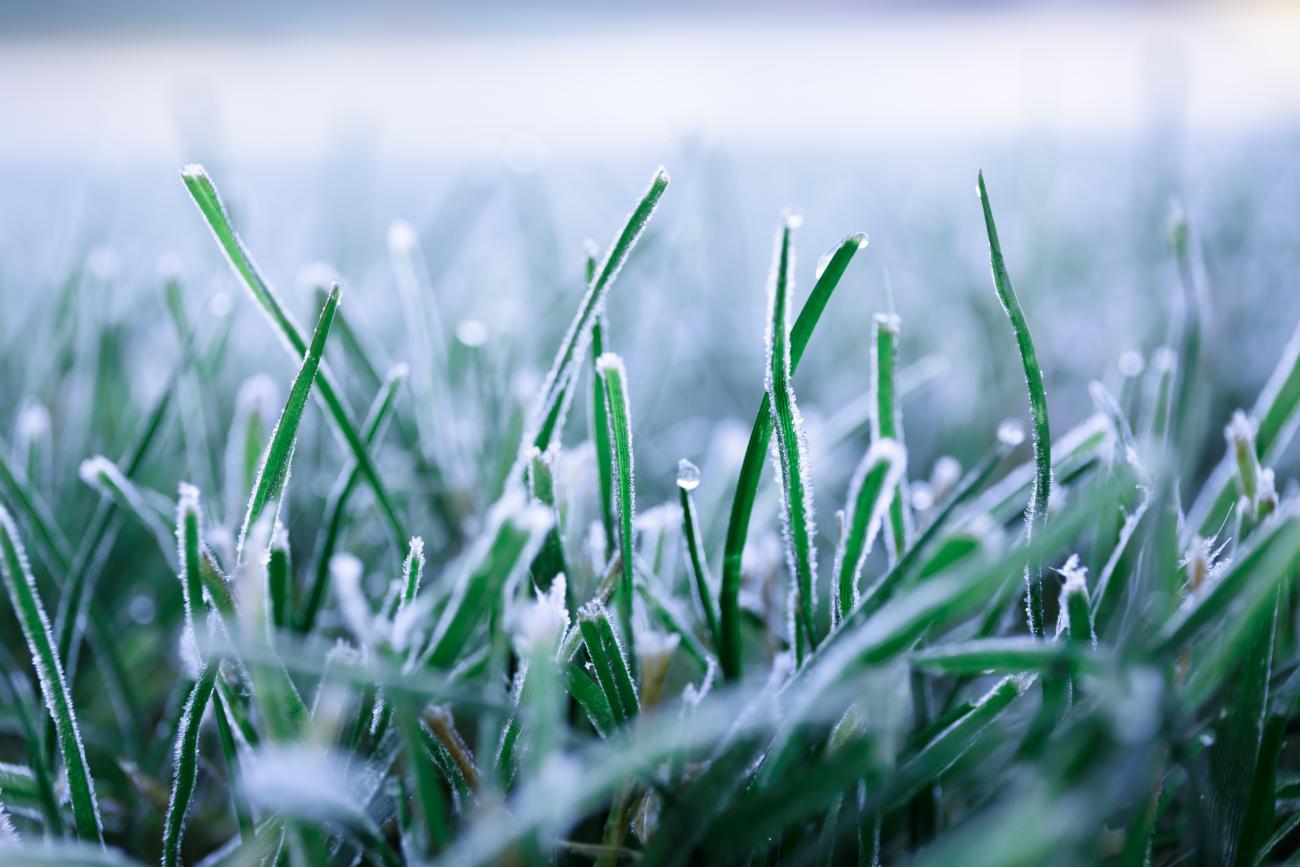 7-ways-your-lawn-care-business-can-thrive-during-winter